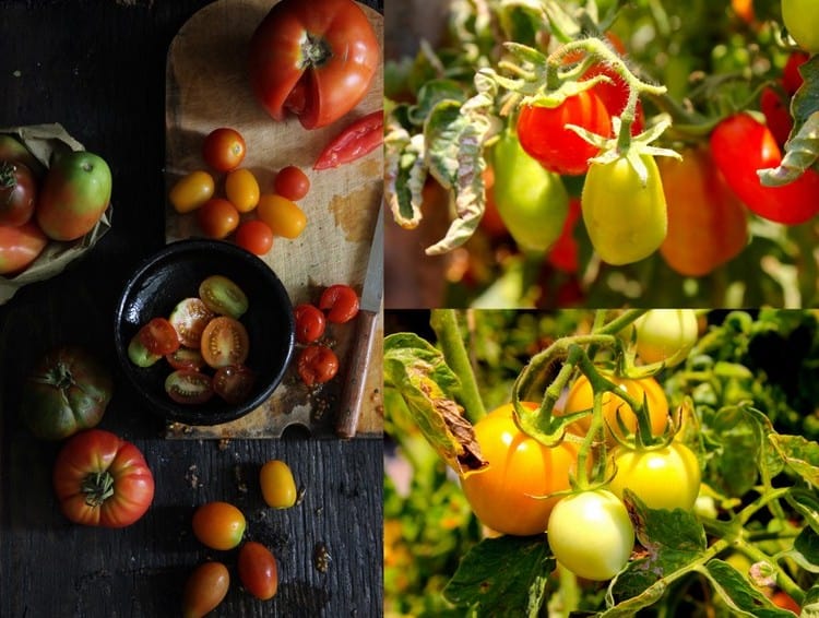 Fun, Food291