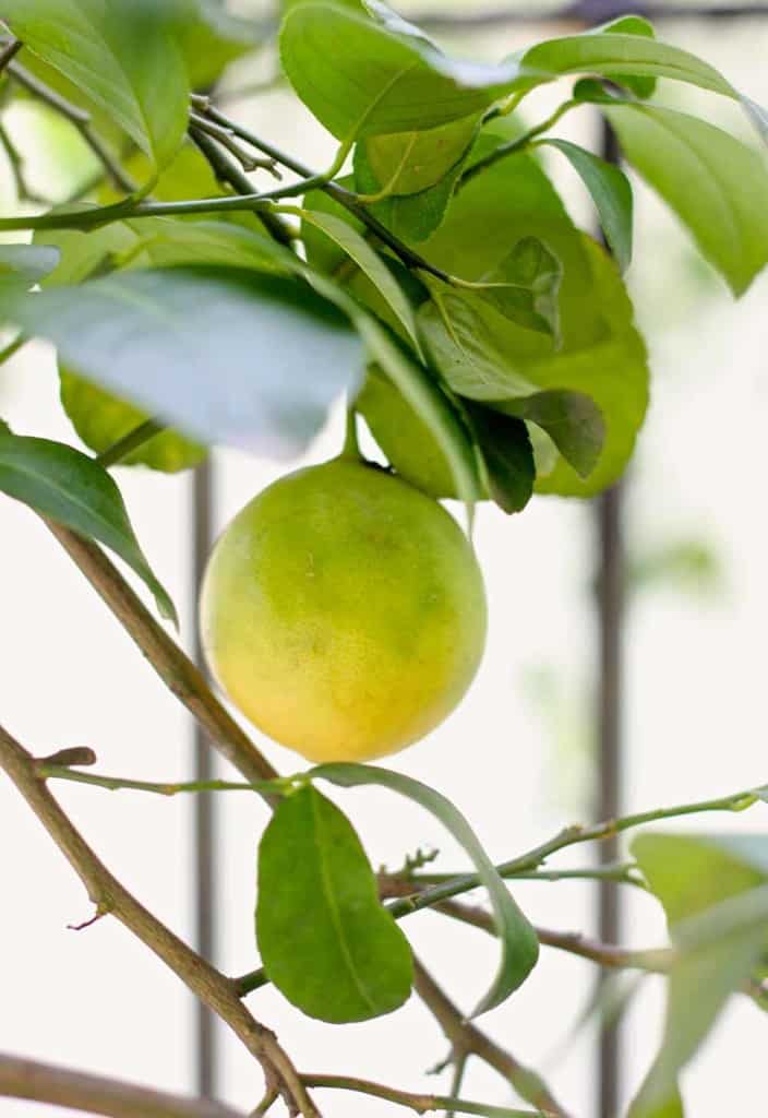 Nimbu Pudina Sherbet - our new favorite summer drink. It is incredibly refreshing and super easy to prepare. 