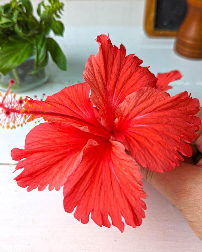 side shot of hibiscus flower